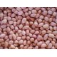 red skin peanuts 50/60 40/50/blanched peanuts/peanut in shell