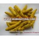 Curcuma Longa Fingers / Turmeric Fingers / Haldi