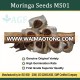 Moringa seeds