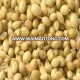 Coriander Seeds Indian Ukraine origin